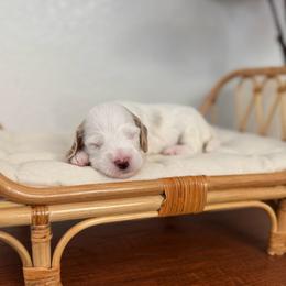 Boy 3 - Parti male Goldendoodle puppy in Elk Grove, California from Doodles by Faith