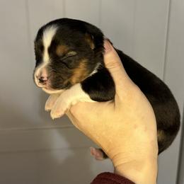 Deets - Black tri male Miniature American Shepherd puppy in Valley Springs, California from Raindance Ranch