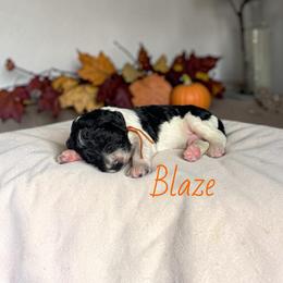 Blaze - Parti male Goldendoodle puppy in Polk City, Florida from Golden Creek Doodles