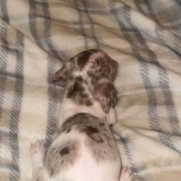 Dapple pie female - Dapple female Dachshund puppy in Woodward, Oklahoma from Wiener Dreams Dachshunds