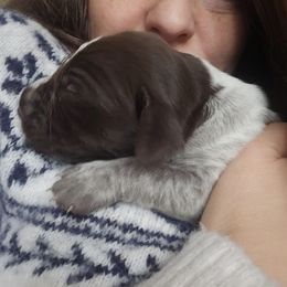 German Shorthaired Pointer Puppies from Parker's Pointers