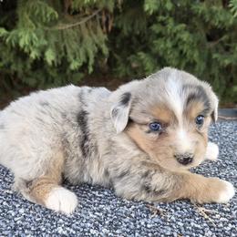 Girl 1 - female Miniature American Shepherd puppy in Goldendale, Washington from Amulet Charm
