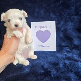 Purple Girl - White female Maltipoo puppy in Sahuarita, Arizona from Cowgirl's Legacy Maltipoos
