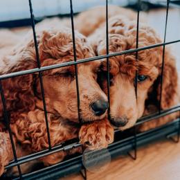 Poodle Puppies from Bridge City Poodles