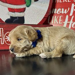 Phoenix - Apricot male Goldendoodle puppy in Adolphus, Kentucky from Deerly Poodles