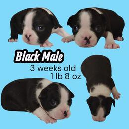 Black Male Boston terrier - Black and white male Boston Terrier puppy in Salisbury, North Carolina from P3 Boston Terriers in NC