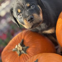 Rottweiler Puppies from Rott-Squad Kennels