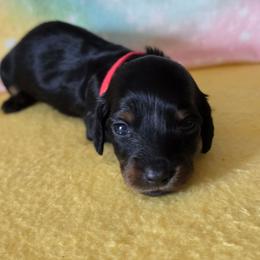 Annie - Black and tan female Dachshund puppy in Klamath Falls, Oregon from Luvindoxys4u