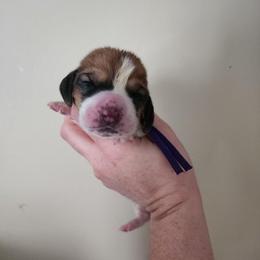 Purple Collar - Mahogany and white female Basset Hound puppy in Alton, Illinois from Show Me Great Danes and Basset Hounds