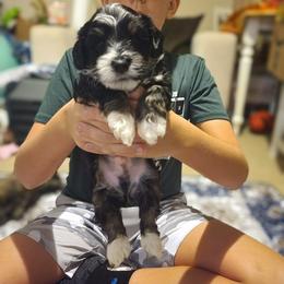 Fred Astaire - Black and white male Havanese puppy in Conroe, Texas from Puppies For A Purpose