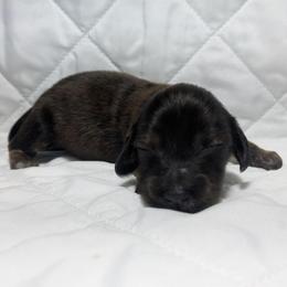 6 Bagheera - Brindle female Dachshund puppy in Central Point, Oregon from MRS Long Dog Ranch