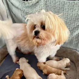 Shihpoos and Shih Tzus from Noel’s Little Shitz