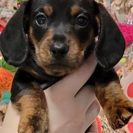 Dachshunds from Rio Dosa Downs Dachshunds