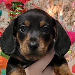 Dachshunds from Rio Dosa Downs Dachshunds