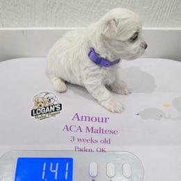 Amour - White female Maltese puppy in Paden, Oklahoma from Logan's Perfect Puppies
