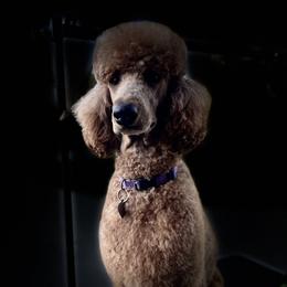 Mocha - Poodle