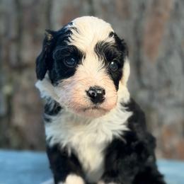 Lagoon - Black and white female Bernedoodle puppy in Russellville, Arkansas from Crossgate Doodles