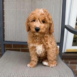 Flash - Cream male Goldendoodle puppy in Swartz Creek, Michigan from Michigan Doodles