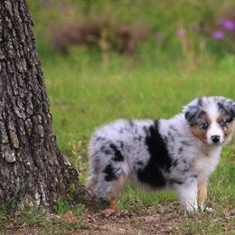 Australian Shepherd Puppies from T4 Australian Shepherds