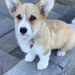 Pembroke Welsh Corgi Puppies from Siclair Crowns Corgis