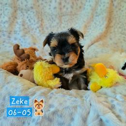 Zeke - Black and gold male Yorkshire Terrier puppy in Nitro, West Virginia from Kathryn's Yorkies