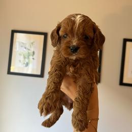 Cider - Red female Cavapoo puppy in Bloomfield, New York from Campbell Cavapoos