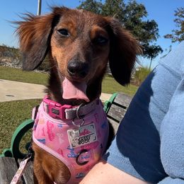 Gretchen - Dachshund