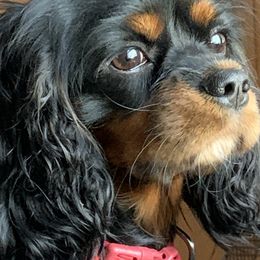 Takara - Cavalier King Charles Spaniel
