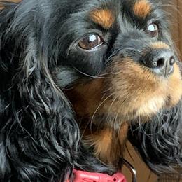 Takara - Cavalier King Charles Spaniel