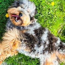 Assorted Doodle Crosses, Aussiedoodles, and Bernedoodles from WestPenn Doodles LLC