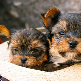 Yorkshire Terriers from A Yorkie Tale