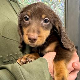 Celo - Chocolate and tan male Dachshund puppy in Dawson, Alabama from Bells Dashing Dachshunds
