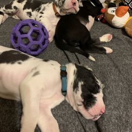 Great Dane Puppies from Cook’s Gentle Giants