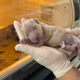 Dixie Belle - Golden Retriever puppy in Aliso Viejo, California from Golden Puppy Dog