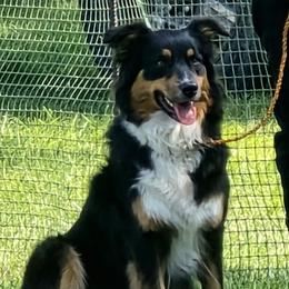 Cowgirl - Australian Shepherd