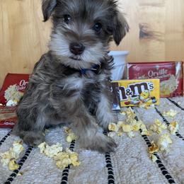 Miniature Schnauzer Puppies from Schnauzers on Robinson Lane