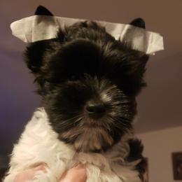 Maverick - Parti male Yorkshire Terrier puppy in Mattoon, Illinois from Strohlz Yorkies