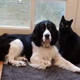 Daniel - English Springer Spaniel