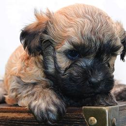 FILA - Fawn male Russian Tsvetnaya Bolonka puppy in West Plains, Missouri from Must Be Frenchies & Crown Of Curls Bolonka