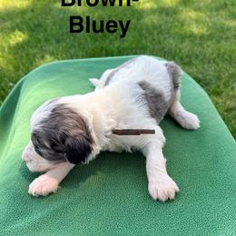 Mr.Brown - Blue merle male Aussiedoodle puppy in Williamsburg, Iowa from Terry Lynn's Aussiedoodles/Blue Dog Ranch