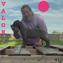 Valor - Blue female Great Dane puppy in Edwardsville, Illinois from Giants and Munchkins