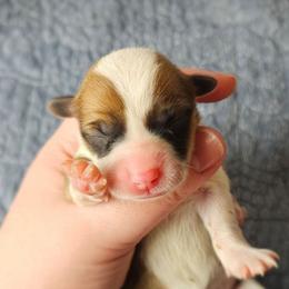 Marshmallow - Red female Pembroke Welsh Corgi puppy in Deming, New Mexico from Dragon Ridge Corgis