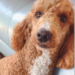 Maggie - Goldendoodle