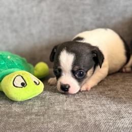 Cole - Black and tan male Chihuahua puppy in Seneca, Missouri from Stephanie’s Puppy Colony