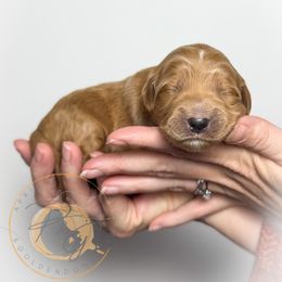 Tinsel (white collar) - Apricot female Goldendoodle puppy in Murrieta, California from Apricot Poodles & Goldendoodles, LLC
