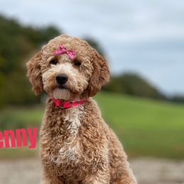 Penny - Goldendoodle