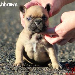 Hashbrown - Fawn male French Bulldog puppy in Vancouver, Washington from Blackwell's Bulldogs