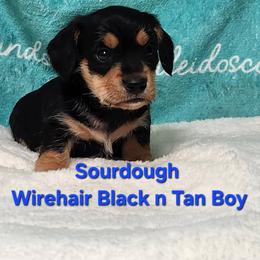 Sourdough - Black and tan male Dachshund puppy in Mount Sherman, Kentucky from Kaleidoscope Dachshunds and Whippets