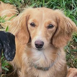 Penny - Red female Dachshund puppy in Choccolocco, Alabama from Ace’s Doxies