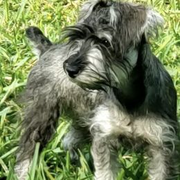 Miniature Schnauzers from McLaren Schnauzers